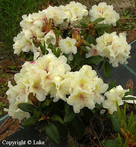 Rhododendron x nikomontanum 'Alli', ternialppiruusu